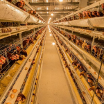 管家婆軟件家禽養(yǎng)殖生產(chǎn)企業(yè)方案：管家婆工貿(mào)PRO