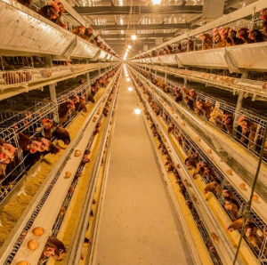 管家婆軟件家禽養(yǎng)殖生產(chǎn)企業(yè)方案：管家婆工貿(mào)PRO